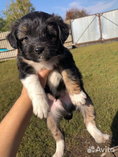 Щенки в дар