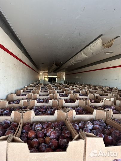 Слива кабардинка