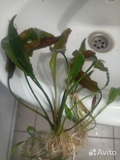 Криптокорина