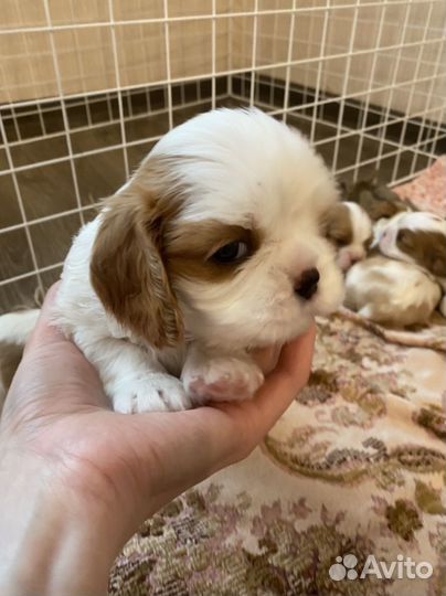 Кавалер Кинг Чарльз спаниель щенок мальчик