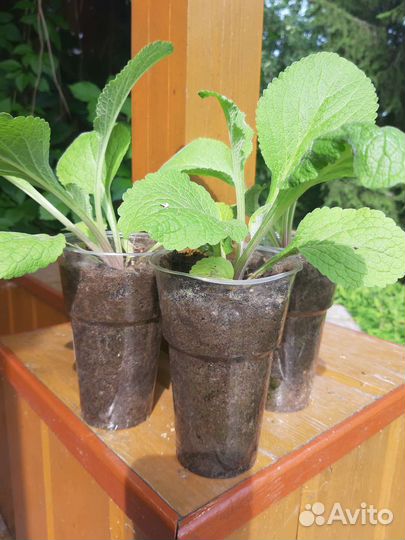 Наперстянка,рассада