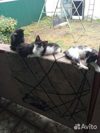 Отдам котят