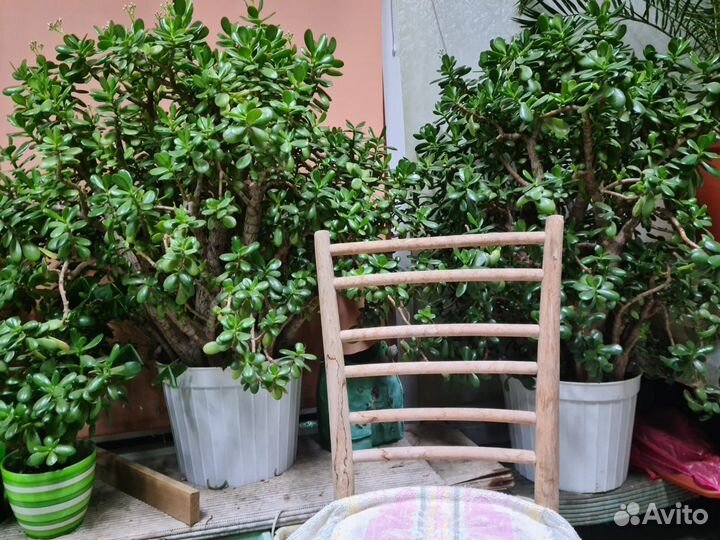 Денежное дерево толстянка