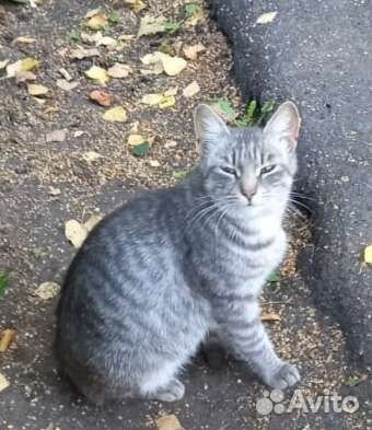 Кошка Муся