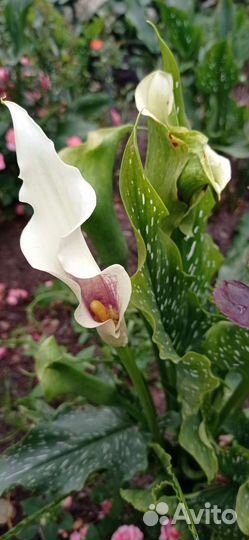 Каллы Пикассо