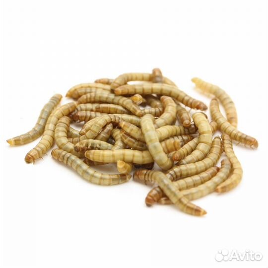 Мучной червь живой