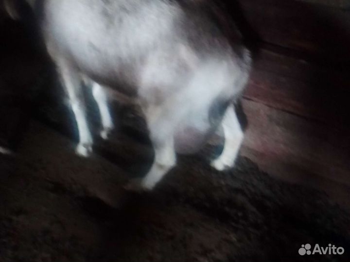 Коза дойная