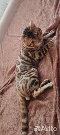 Бенгальские котята