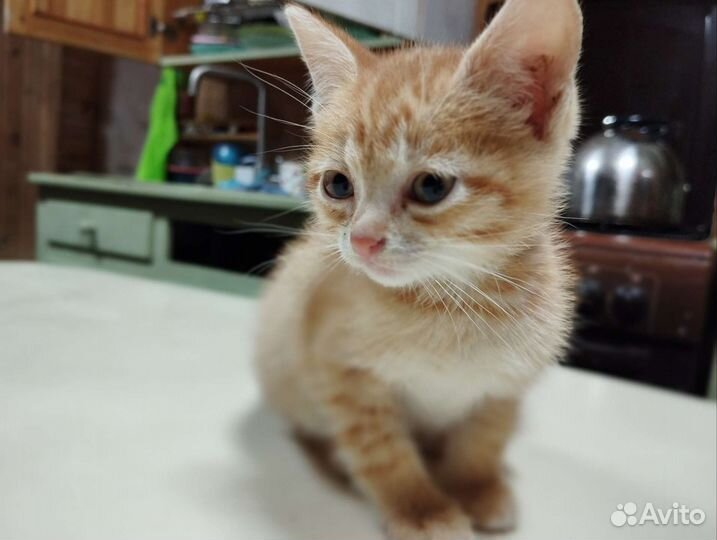 Котята в добрые руки, 1,5 месяца