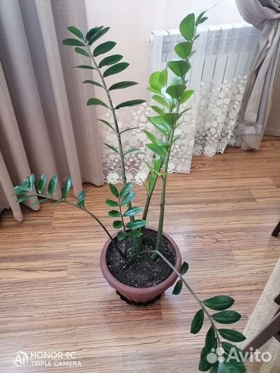 Замиокулькас