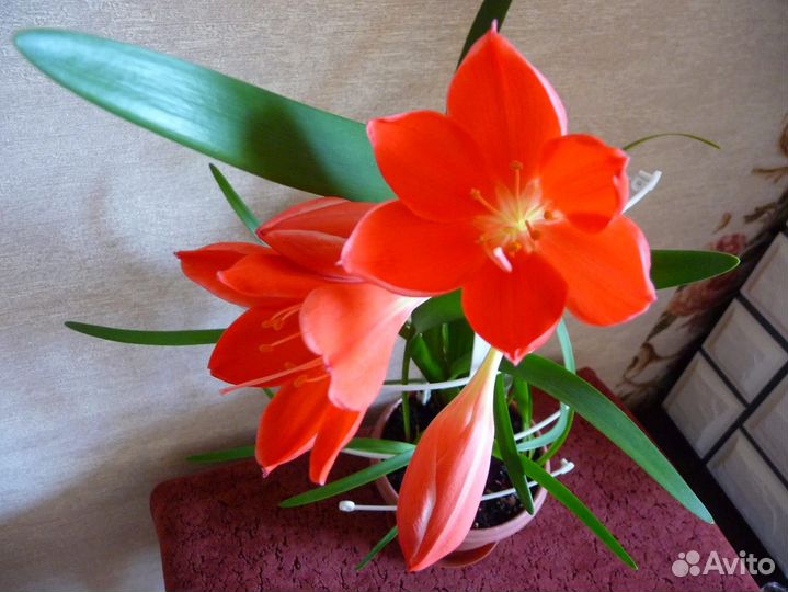 Прекрасная валлота