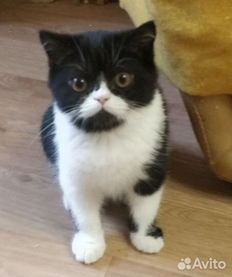Кошки