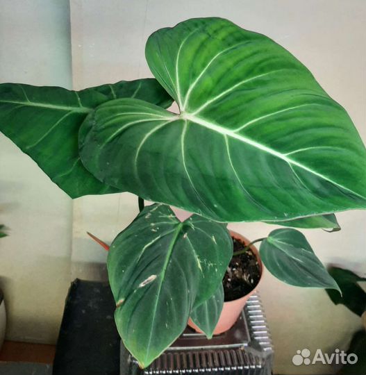 Филодендрон