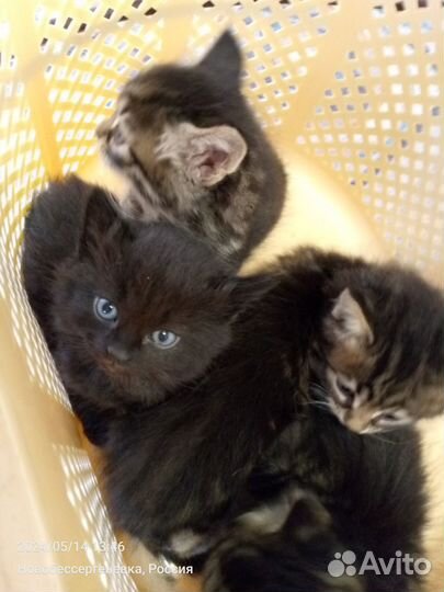 Котята в добрые руки