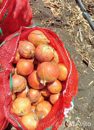 Лук на перо сорт Штутгарт оптом от 3 тонн