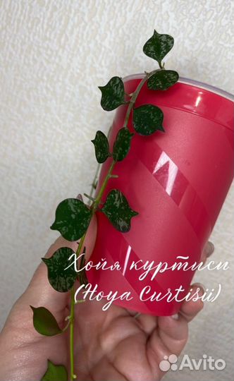 Суккленты Хойи Дисхидии