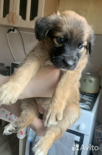 Щенок девочка