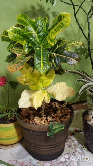 Комнатные цветы