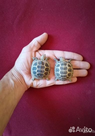 Сухопутные среднеазиатские черепашки