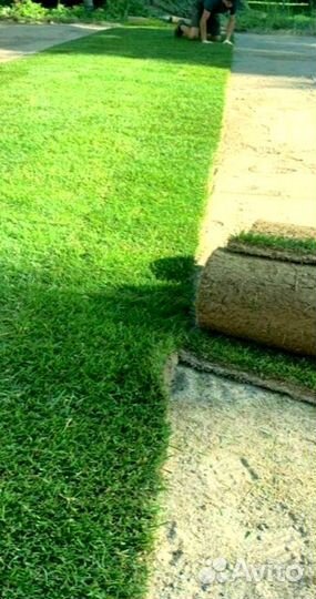 Рулонный газон