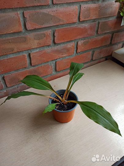 Хлорофитум грин оранж