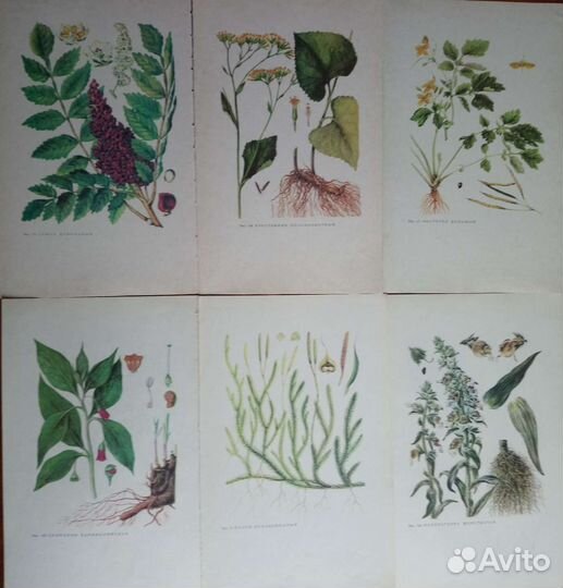 Иллюстрации растений