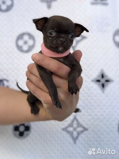 Супер мини чихуахуа