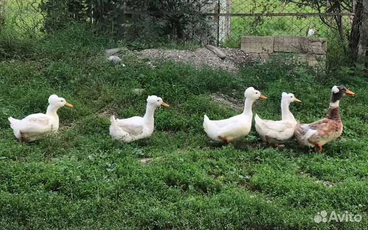 Утки хохлатые башкирские