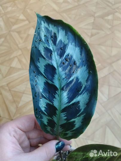 Калатея Хелен Кеннеди / Calathea Helen Kennedy