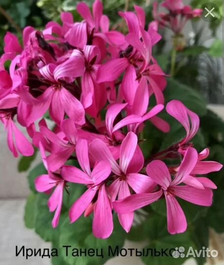 Сортовые пеларгонии