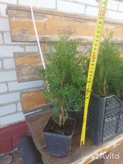 Туя смарагд