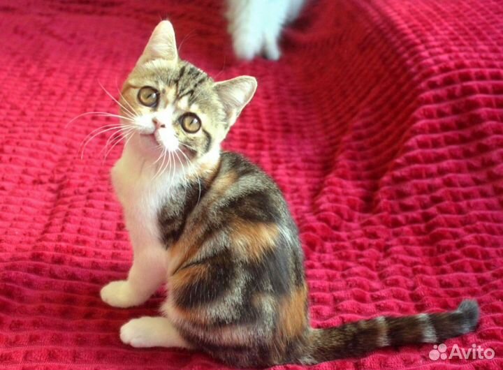 Девочка милашка