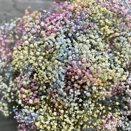 Гипсофила срезка