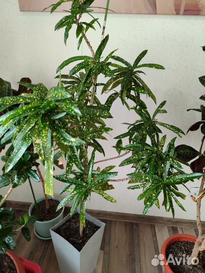 Кодиеум кротон