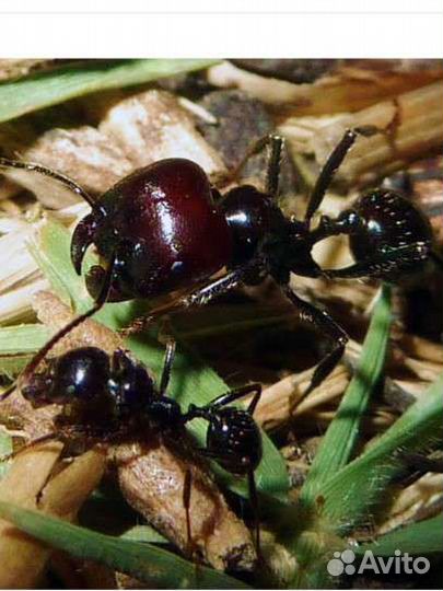 Муравьи-жнецы(Messor Barbarus) Корм