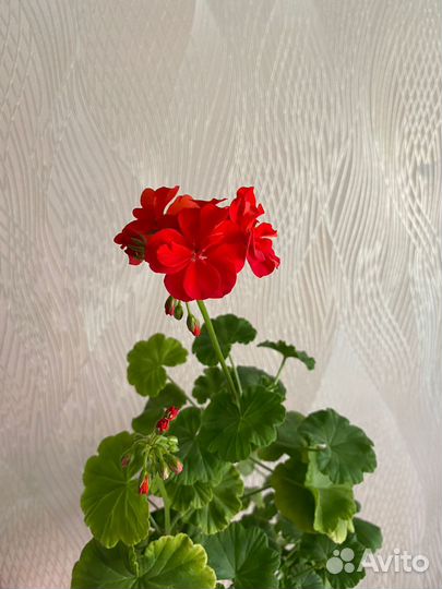 Продам цветы комнатные