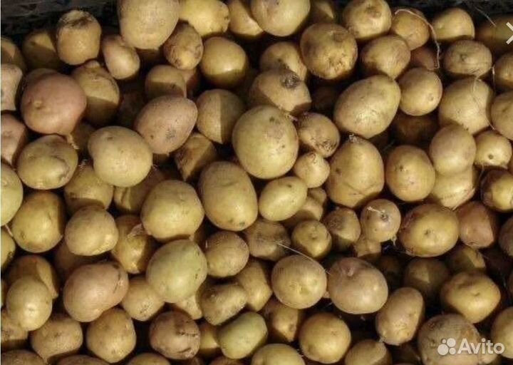 Картофель мелкий