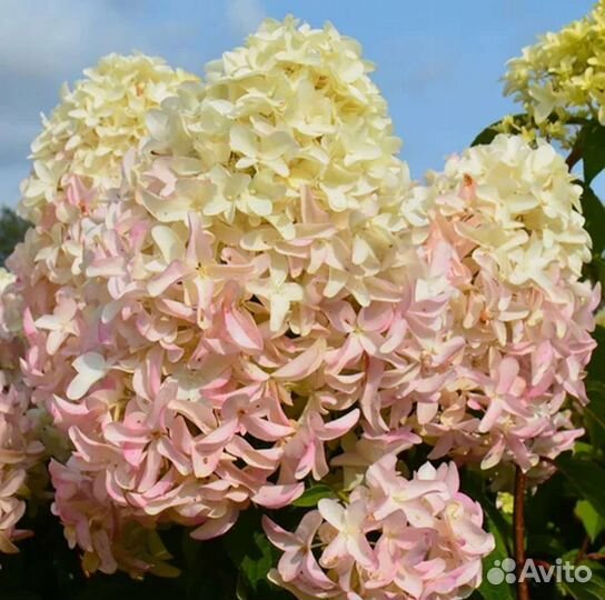 Гортензия Скайфолл