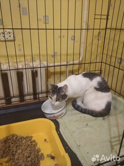 Кошки в добрые руки