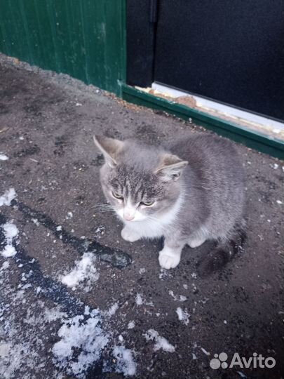 Отдам в хорошие руки бесплатно 2 взрослых котят