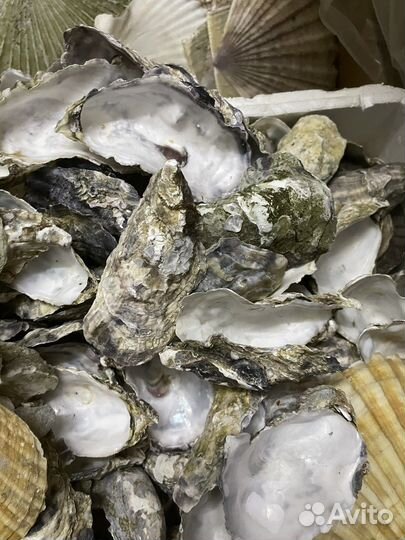 Гребешки устрицы панцыри