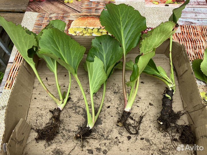 Многолетники садовые 1