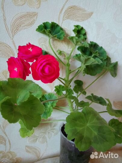 Пеларгонии, герани розебудные