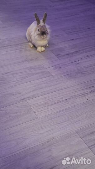 Домашние животные кролики декоративные