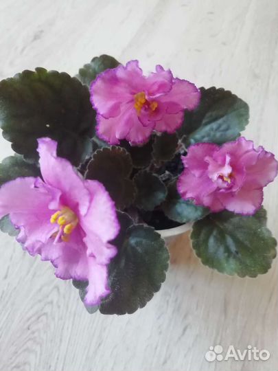 Фиалка. Детки, листы