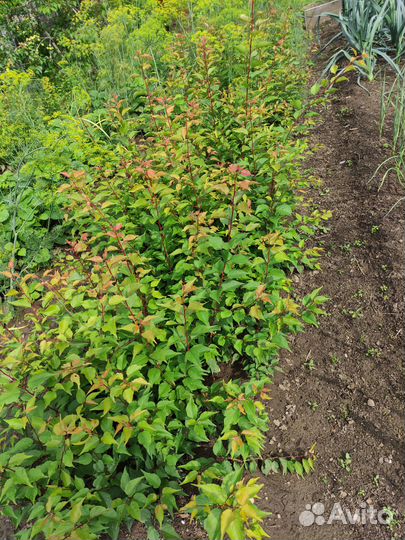 Реализую саженцы абрикоса