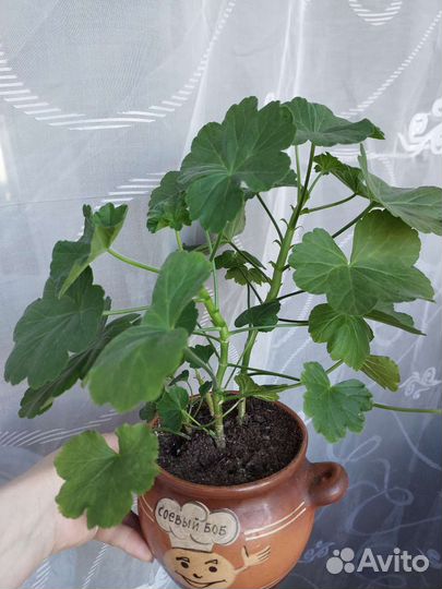 Пеларгония розебудная