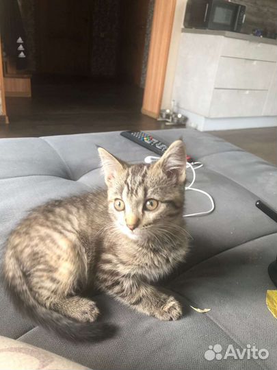 Кошки породистые бесплатно