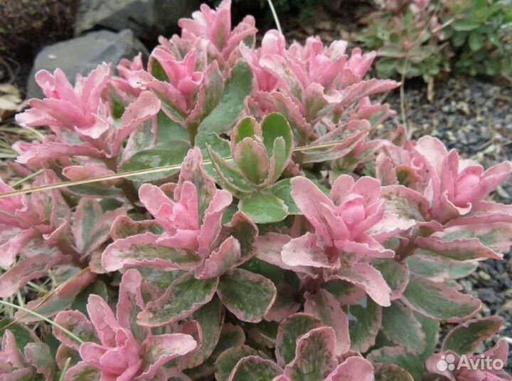 Растения для альпинария