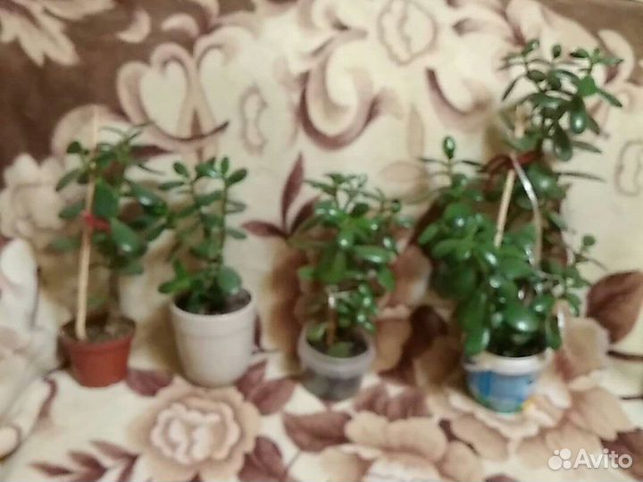 Толстянка или денежные деревья